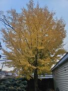 20241113_064735.jpg